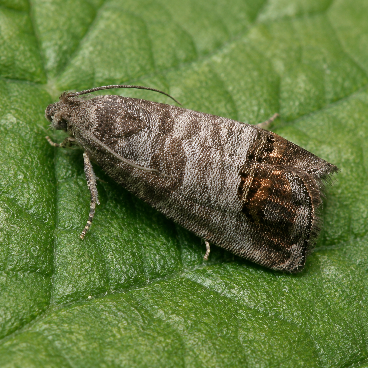 Cydia pomonella pheromone product