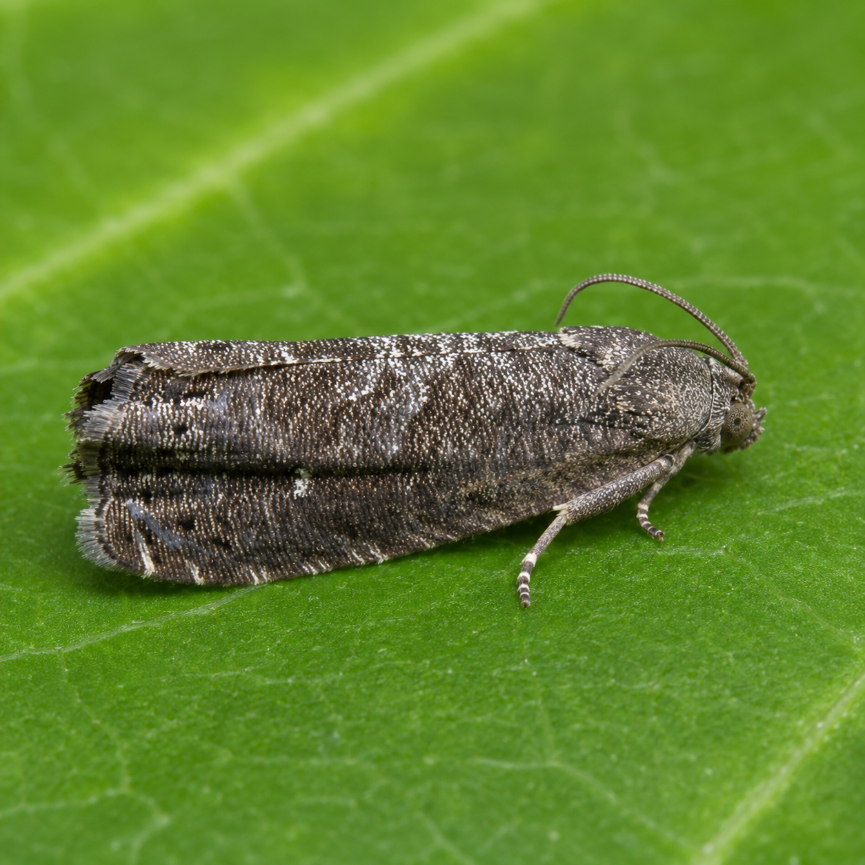 Grapholita molesta pheromone product
